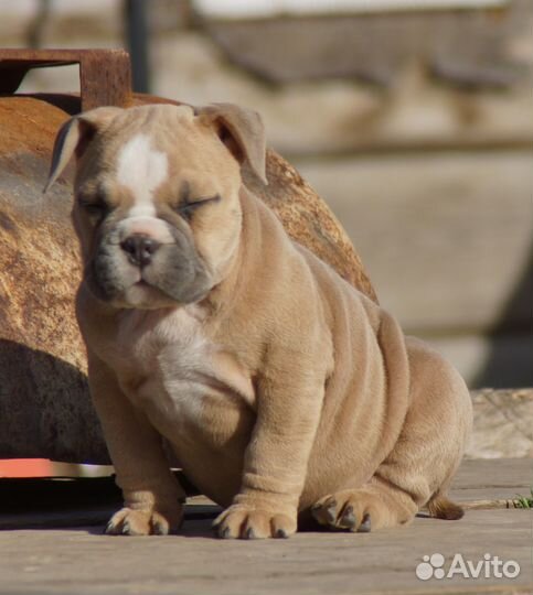 Девочка американский булли