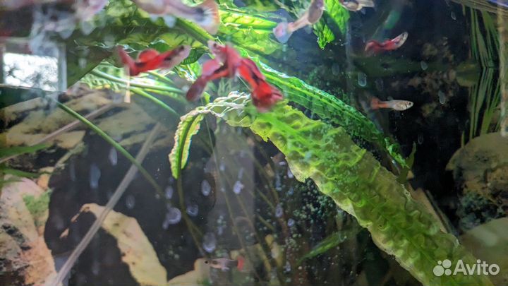 Рыбки гуппи