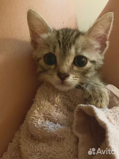 Барсик 1,5 мес