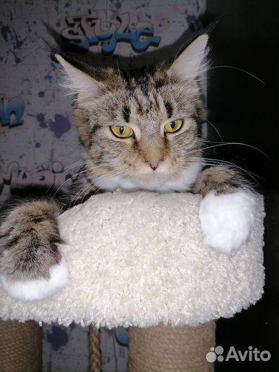 Котята мейн-кун