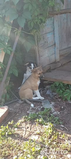 Щенки в добрые руки отдам бесплатно