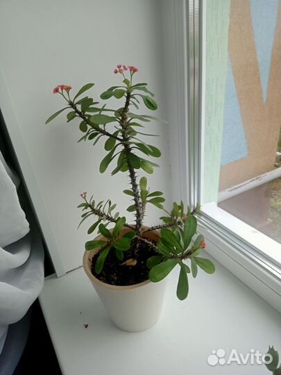 Молочай Миля (кактус)