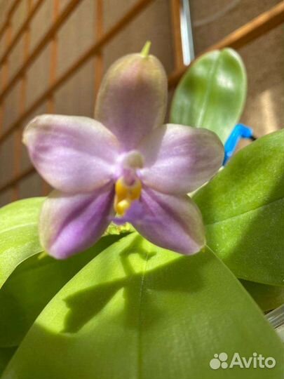 Орхидея