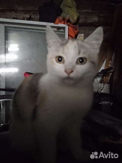 Отдаю кошку,девочка, 3 года
