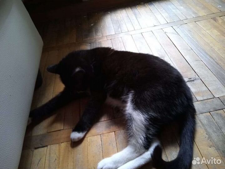 Кошка в добрые руки бесплатно