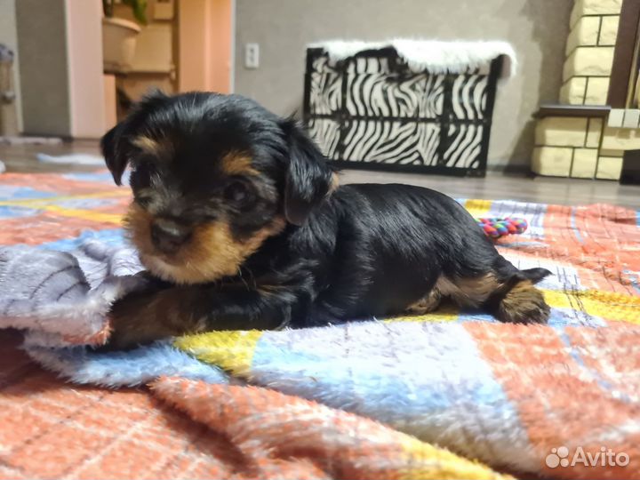 Щенки йорка