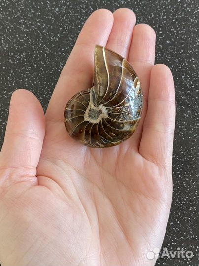 Наутилус 49*37*32 вес 76 гр окаменелость