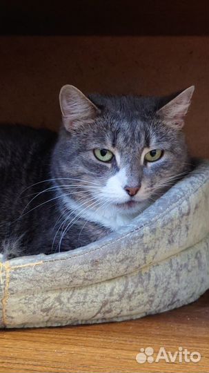 Серая красавица