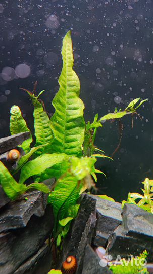 Аквариумные растения прополка