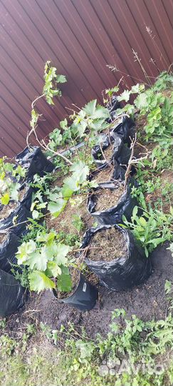 Саженцы винограда