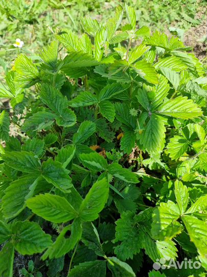 Рассада земляника садовая ремонтантная