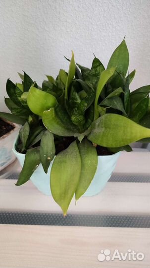 Комнатные цветы