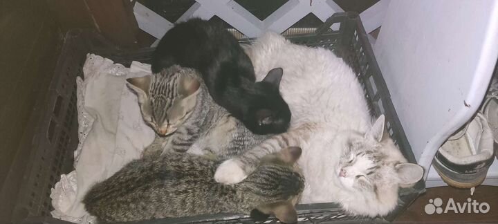 Котята в добрые руки