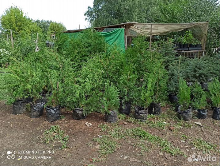 Саженцы туя