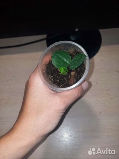 Замиокулькас, спатифиллум джемини