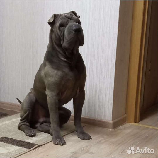 Шарпей вязка