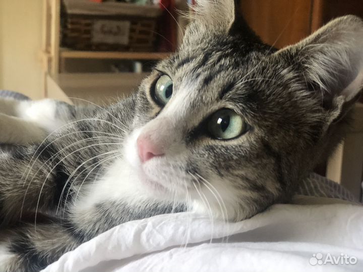 Косенькая кошечка Бэсси, 4 месяца, в добрые руки