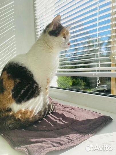 Кошечка в добрые руки девочка