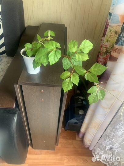 Циссус березка