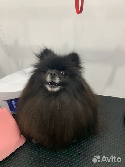 Груминг собак и кошек с выездом