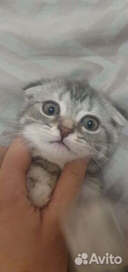 Тактическая кошка