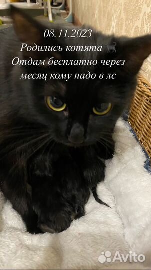 Котята в добрые руки