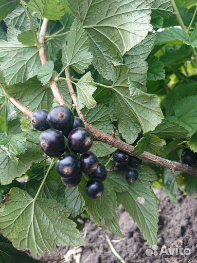 Саженцы черной смородины