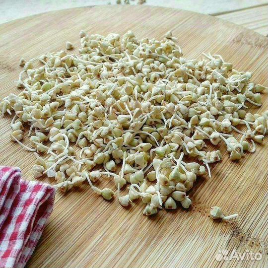 Зеленая гречка