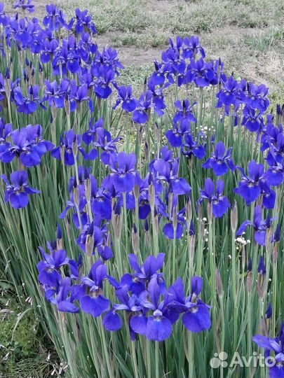 Многолетние садовые цветы