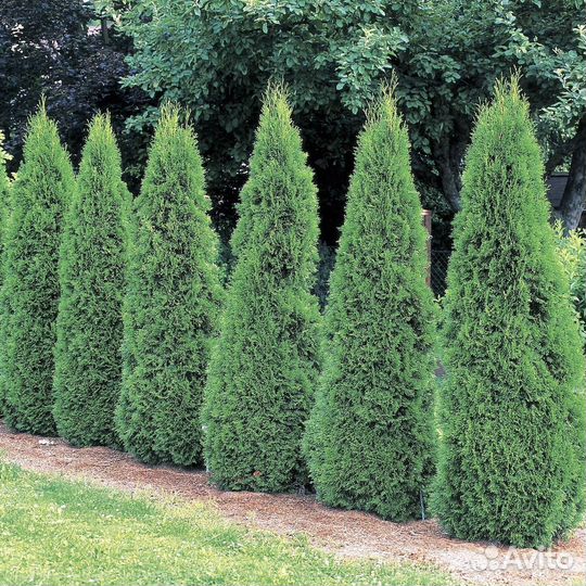 Туи премиум