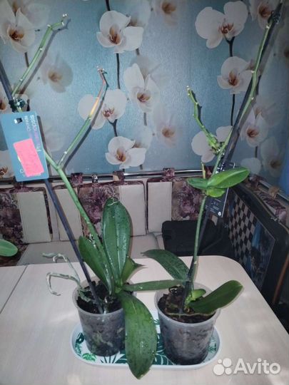 Орхидея