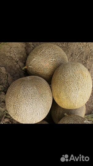 Дыня славия