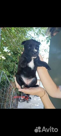 Собака, щенки