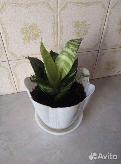 Сансевиерия