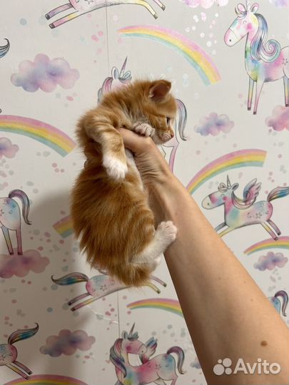 Котята