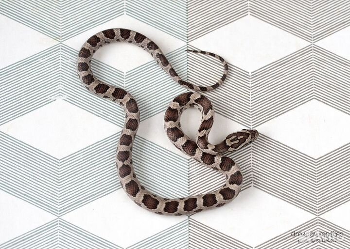 Маисовый полоз