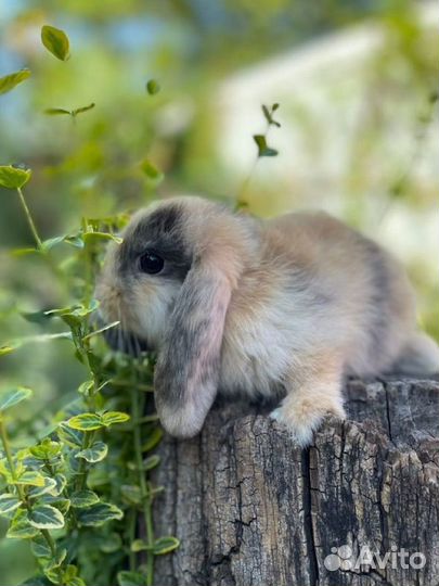 Декоративные карликовые кролики