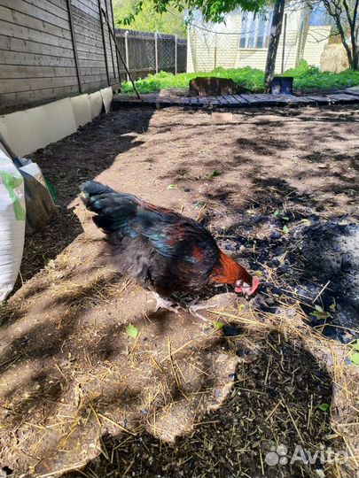 Мараны молодые петушки