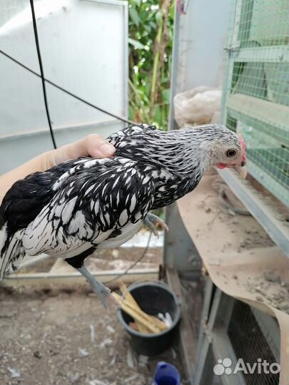 Цыплята Сибрайт, Амераукана