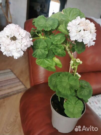 Пеларгония герань