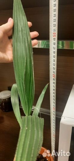 Пальма Вашингтония