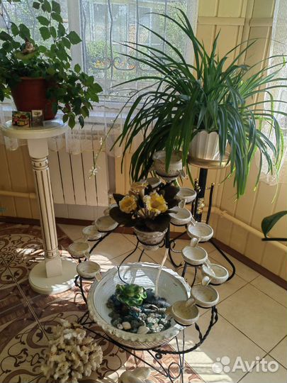 Живые большие комнатные цветы