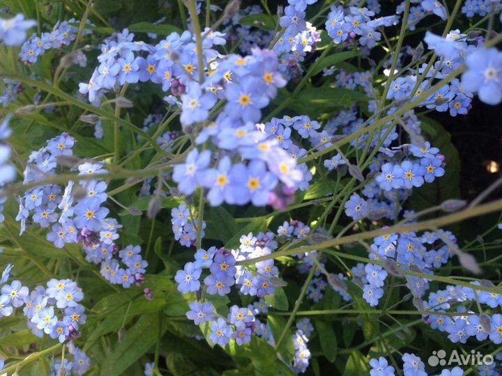 Многолетние цветы