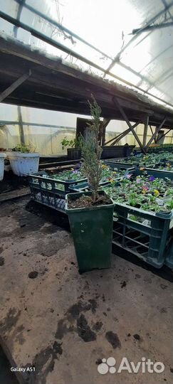 Ель голубая