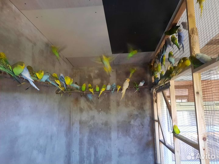 Птенцы волнистый попугай