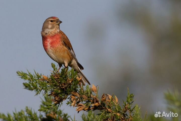 Певчие лесные птицы