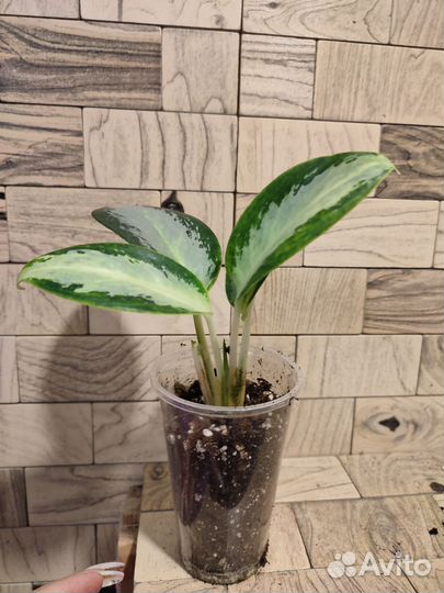 Аглаонема сильвер блю