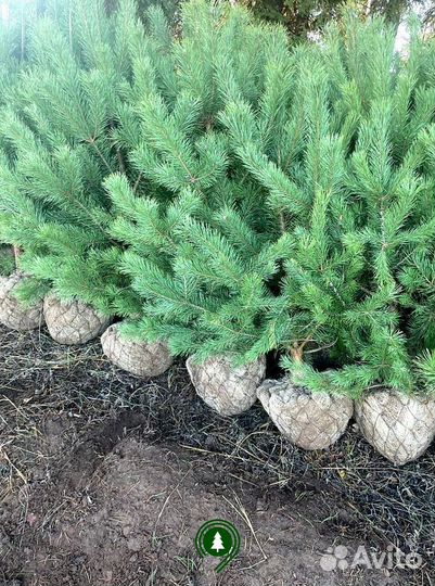 Сосна артикул L-2650