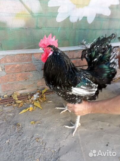 Петушки Борковская борвистая