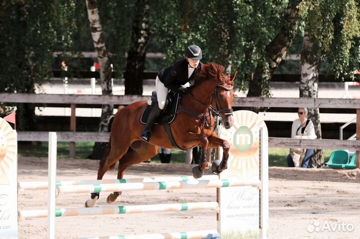 Конкурная лошадь